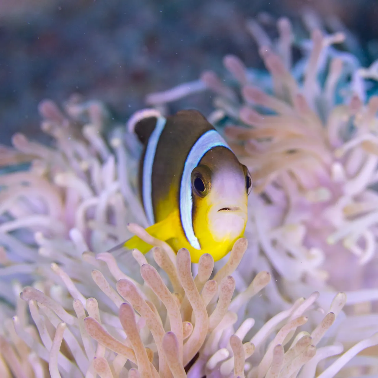 Mauritiaanse anemoonvis tussen die tentakels van 'n seeanemoon onder water in Mauritius