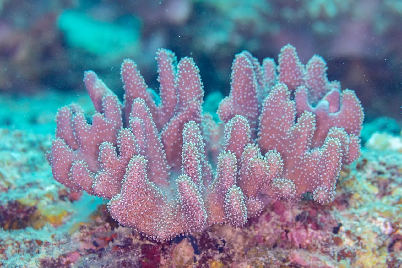 Vertakkende Pocillopora verrucosa-koraal gefotografeer onder water in Mauritius