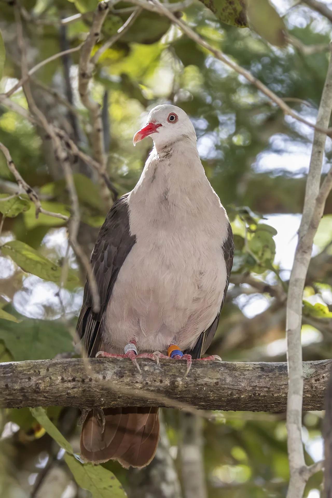 Endemiese pienk duif sit op 'n tak in Mauritius