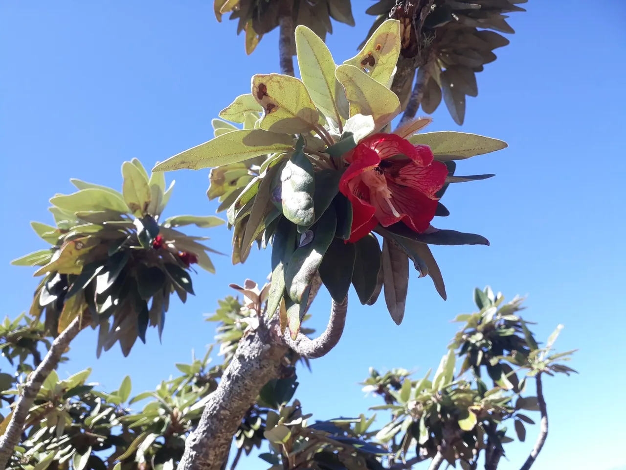 Rooi klokvormige blom van die endemiese Trochetia boutoniana teen 'n blou lug